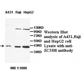 ZC3H8 Antibody
