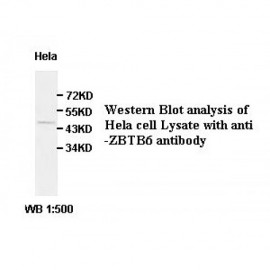 ZBTB6 Antibody