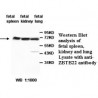 ZBTB22 Antibody