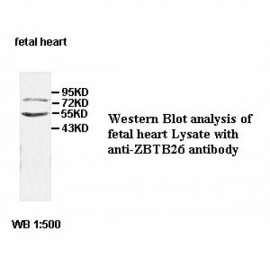 ZBTB26 Antibody