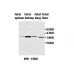 ZBTB6 Antibody