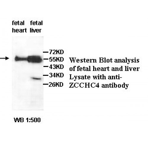 ZCCHC4 Antibody