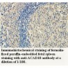 ACAD10 Antibody