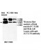 ACTL7B Antibody