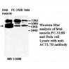 ACTL7B Antibody