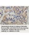 ACTL7B Antibody