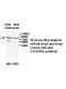 ADAM18 Antibody