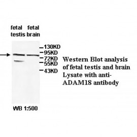 ADAM18 Antibody