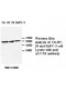 ACCN2 Antibody