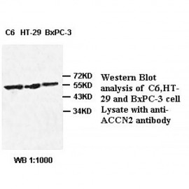 ACCN2 Antibody