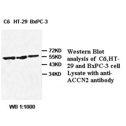 ACCN2 Antibody