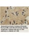 ACTR6 Antibody