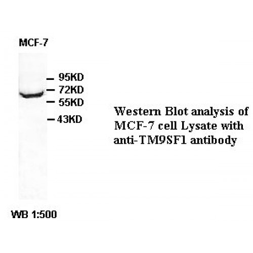 TM9SF1 Antibody