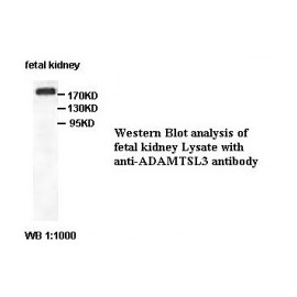 BCL2 Antibody