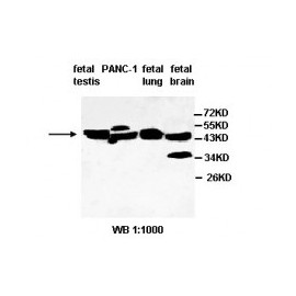 BCL2 Antibody