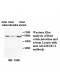ADAMDEC1 Antibody
