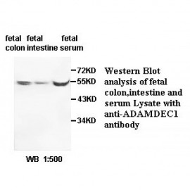 ADAMDEC1 Antibody