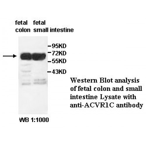 ACVR1C Antibody