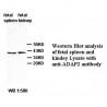 ADAP2 Antibody