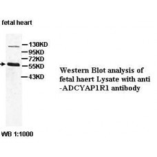 BCL2 Antibody