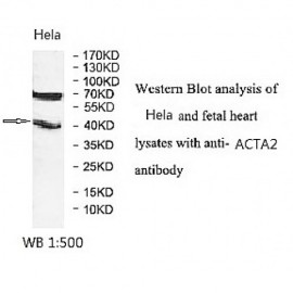 ACTA2 Antibody