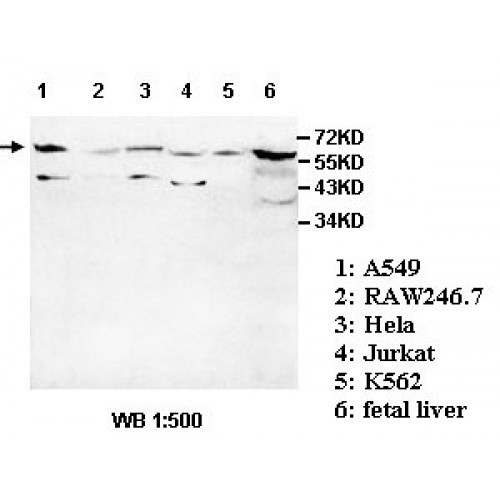 ADCK1 Antibody