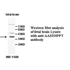 BCL2 Antibody