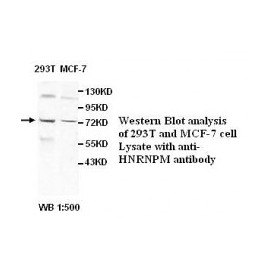 BCL2 Antibody