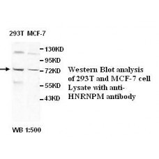 BCL2 Antibody
