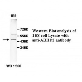 ABHD2 Antibody