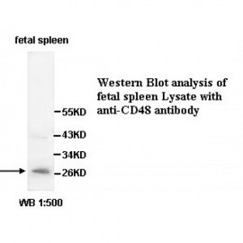 IL1B Antibody