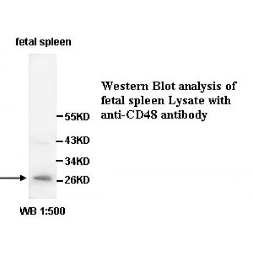 IL1B Antibody