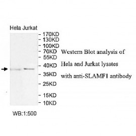 SLAMF1 Antibody