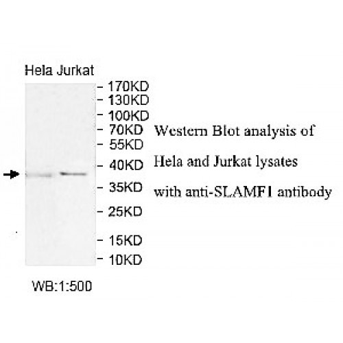 SLAMF1 Antibody