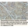 ZFP112 Antibody