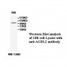 AGBL2 Antibody