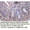 CSNK2A2 Antibody