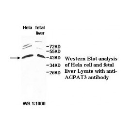 AGPAT3 Antibody