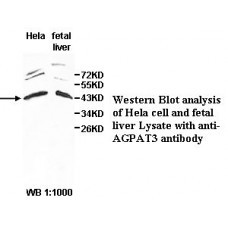 AGPAT3 Antibody