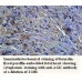 IL18 Antibody
