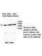 IL18 Antibody