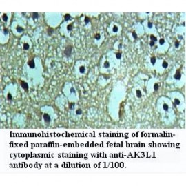 AK3L1 Antibody