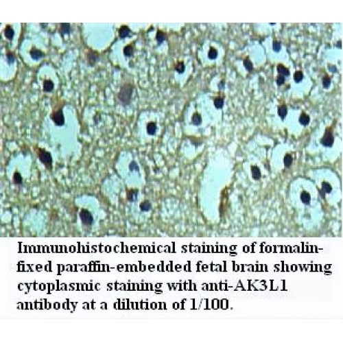 AK3L1 Antibody