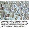 AIPL1 Antibody