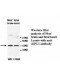 AIPL1 Antibody