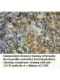 AKAP5 Antibody