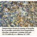 AKAP5 Antibody