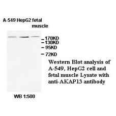 AKAP13 Antibody