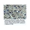 ZFP2 Antibody