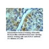 ZGPAT Antibody
